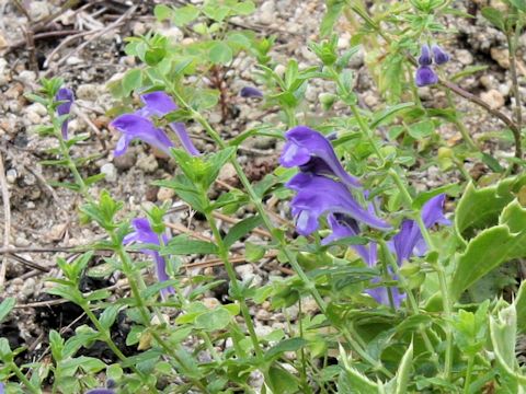 Scutellaria strigillosa