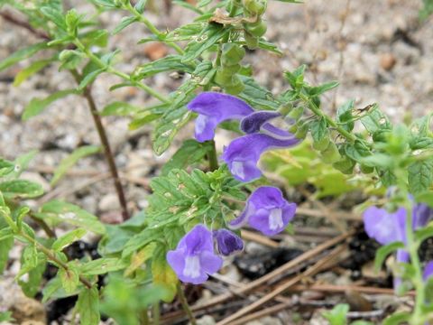 Scutellaria strigillosa