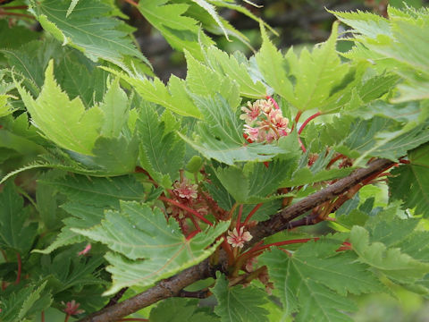 Acer australe