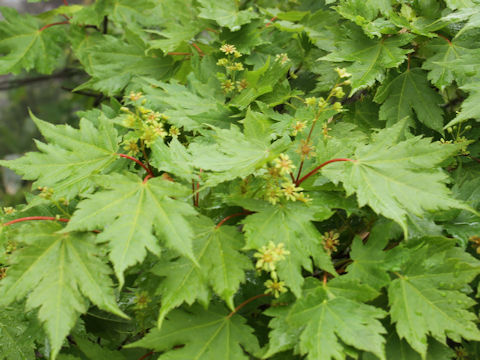 Acer australe