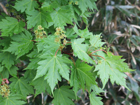 Acer australe