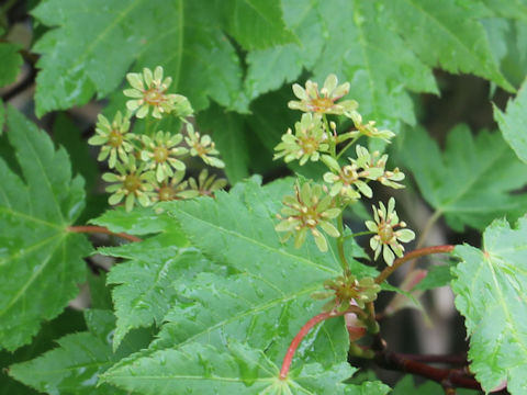 Acer australe