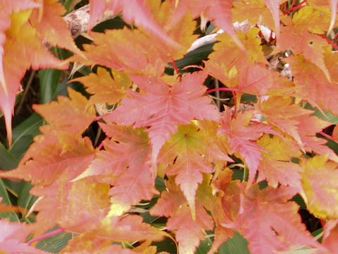 Acer australe