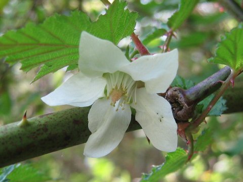 Rubus palmatus