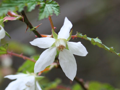 Rubus palmatus