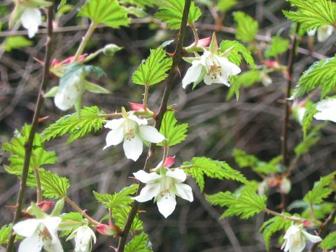 Rubus palmatus