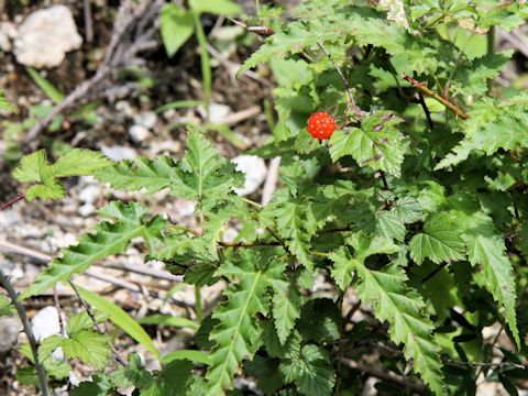 Rubus palmatus