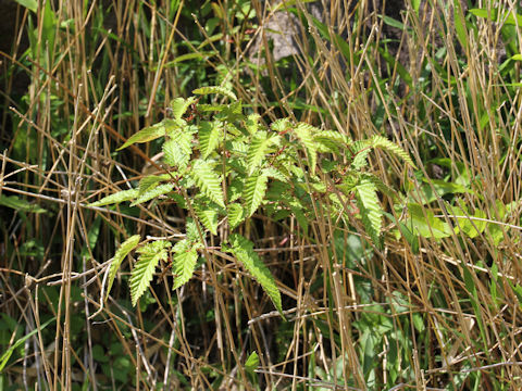 Rubus palmatus