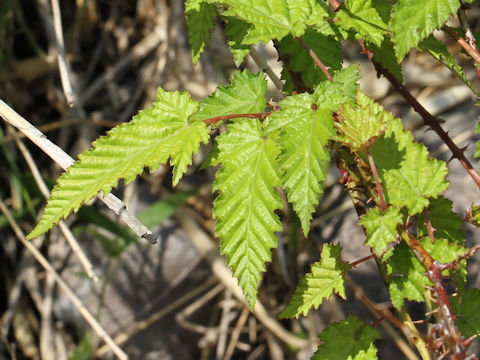 Rubus palmatus