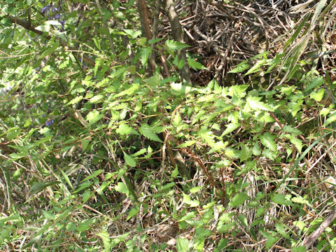 Rubus palmatus