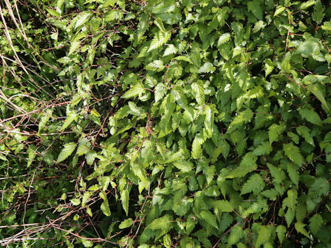 Rubus palmatus