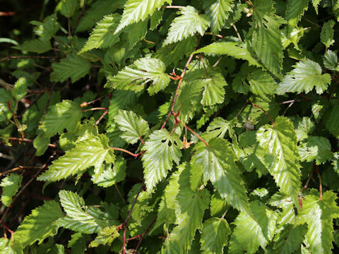 Rubus palmatus