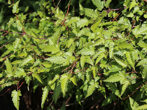 Rubus palmatus