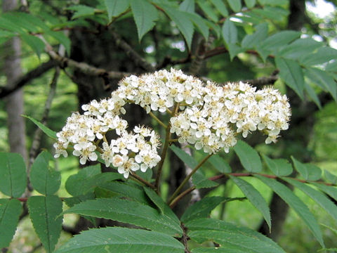 Sorbus commixta