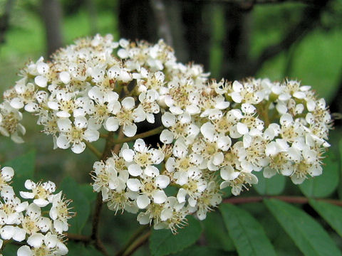 Sorbus commixta