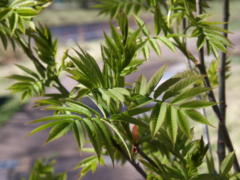 Sorbus commixta