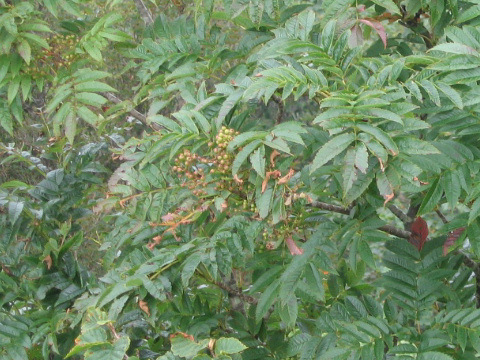 Sorbus commixta