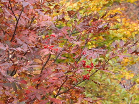 Sorbus commixta