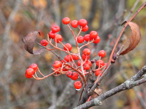 Sorbus commixta