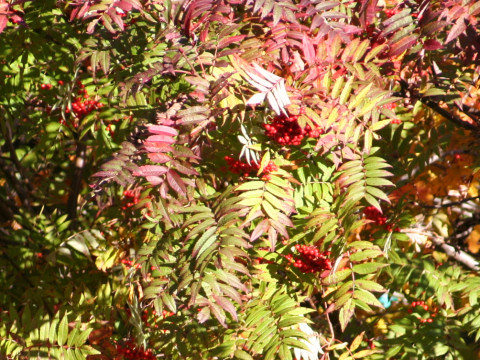 Sorbus commixta