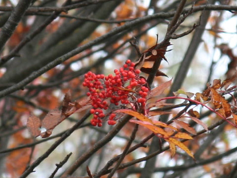 Sorbus commixta