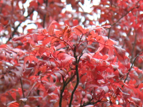 Sorbus commixta