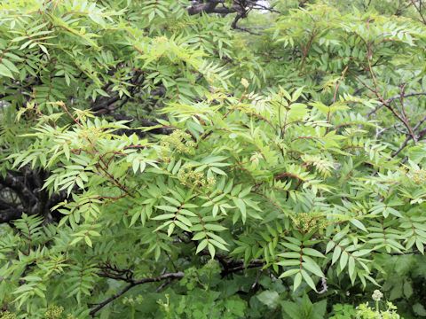 Sorbus commixta