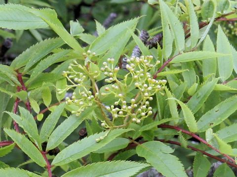 Sorbus commixta