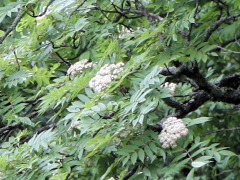 Sorbus commixta