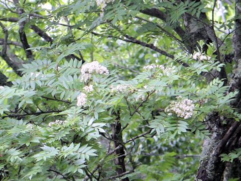 Sorbus commixta