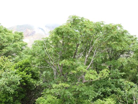 Sorbus commixta