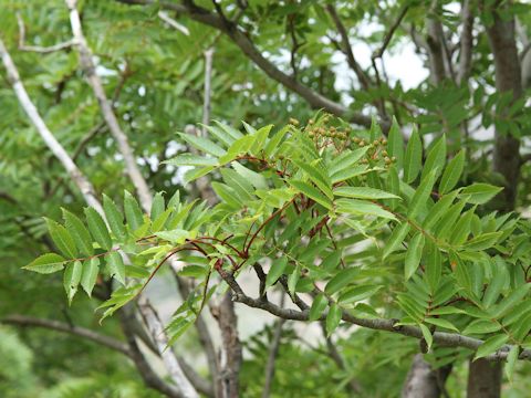 Sorbus commixta