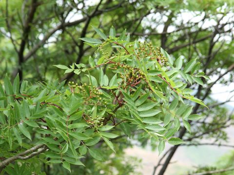 Sorbus commixta