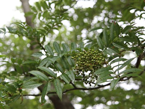 Sorbus commixta