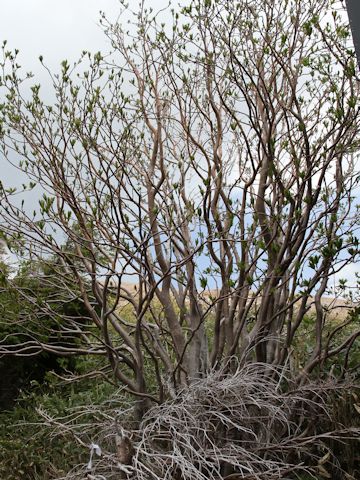 Sorbus commixta