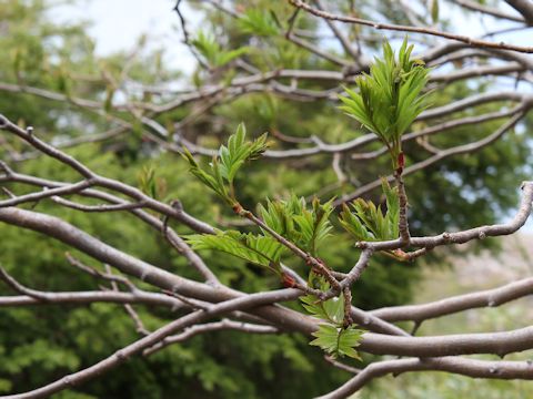 Sorbus commixta