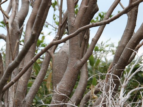 Sorbus commixta