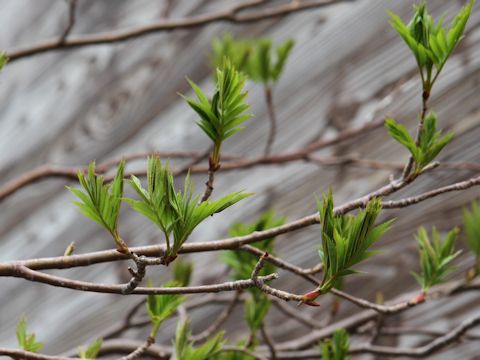 Sorbus commixta