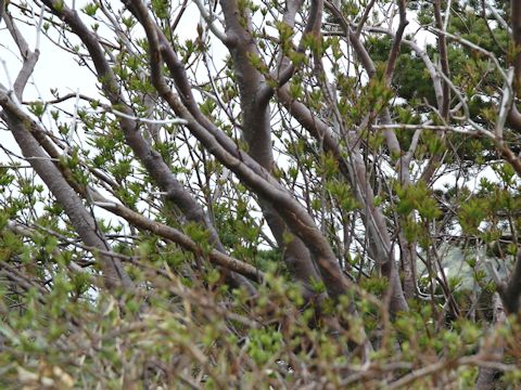 Sorbus commixta