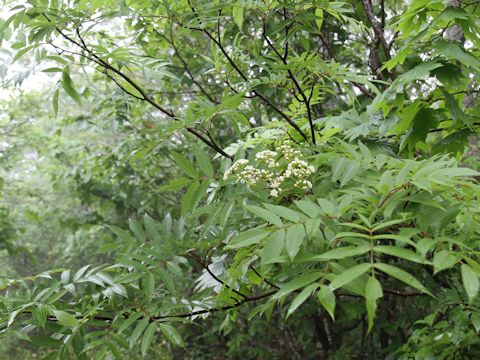 Sorbus commixta