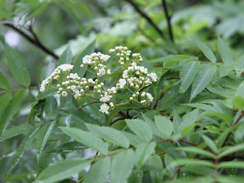 Sorbus commixta