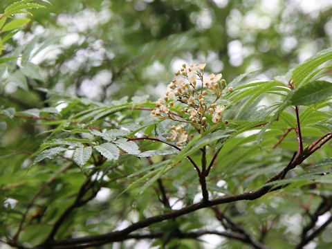 Sorbus commixta