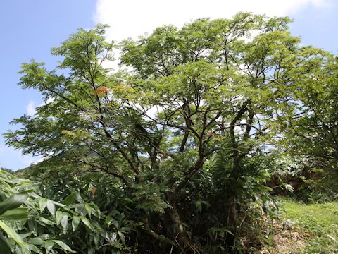 Sorbus commixta