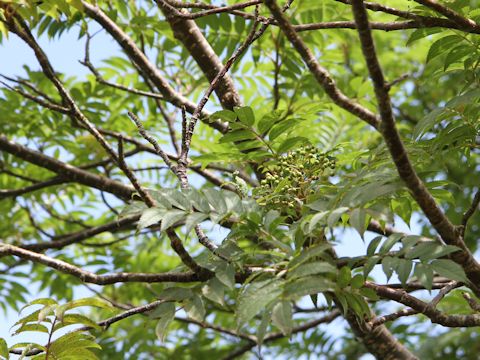 Sorbus commixta