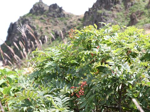 Sorbus commixta