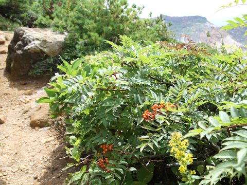 Sorbus commixta