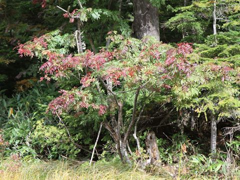 Sorbus commixta