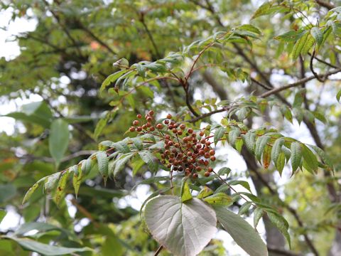 Sorbus commixta