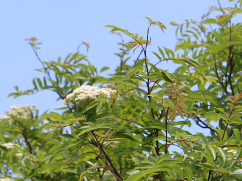 Sorbus commixta