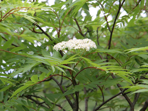 Sorbus commixta